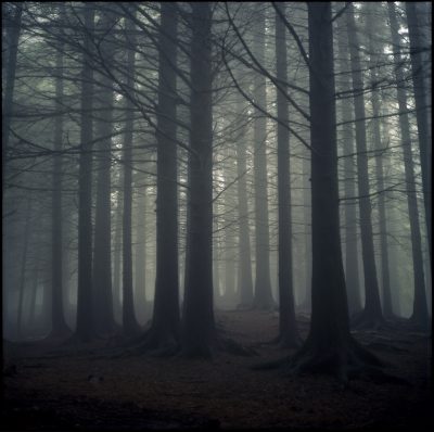 Bilde 09 Dark Forest Landscape